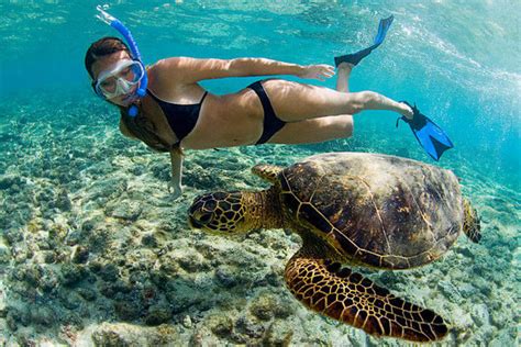 The Hawaiian Green Sea Turtle- A Honu World | Learn to Surf Kona