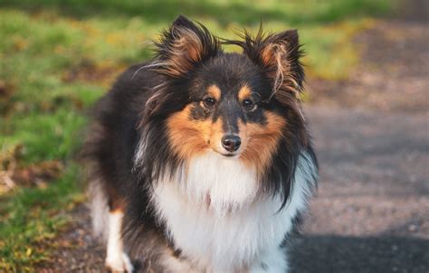 Shelties | Sheltie, Sheltie dogs, Black pitbull