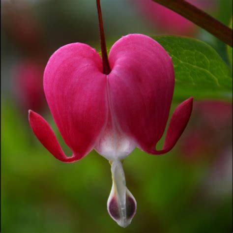 Buy Bleeding Hearts - Dicentra spectabilis Online | Shade Perennial – Bay Gardens