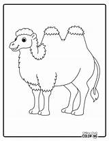 Free Camel Coloring Pages PDF Printables  Simply Love sketch template