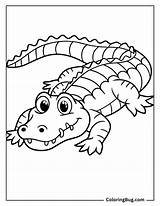 40 Crocodile & Alligator Coloring Pages Free Printable PDFs sketch template