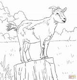 Realistic Domestic Goat coloring page  Free Printable Coloring Pages sketch template