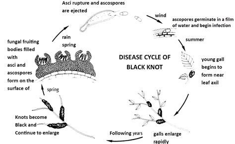 Black Knot: What is it and why do we care? — Edmonton & Area Land Trust