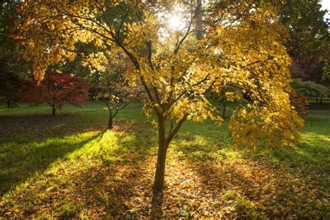 Windsor Great Park on Twitter: "Throughout #October, Autumn Wood in The ...