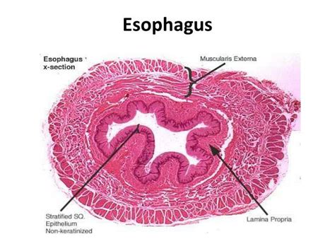 PPT - Esophagus histology PowerPoint Presentation - ID:2193418