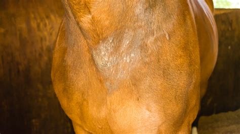 Equine Sarcoid – The Horse's Advocate