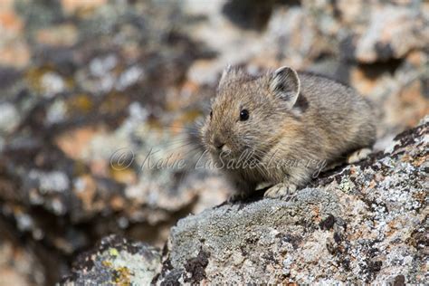 Baby Pika 3 | Pika are such fun and adorable critters - alwa… | Flickr