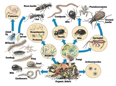 food_chain_decomposers | Food web, Ecosystems, Soil