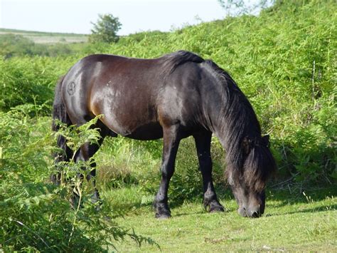 50 best images about Dartmoor Pony on Pinterest