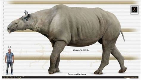 Paraceratherium in 2022 | Prehistoric animals, Prehistoric creatures, Mammals