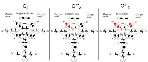 Molecular orbital diagrams of dioxygen molecule (left), superoxo state ...