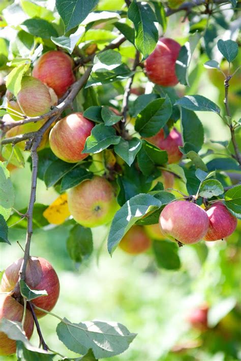 Where the Apple Trees Are :: Cannelle et Vanille