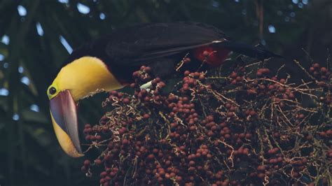 Toucan Beak Bird Is Standing On Cherry Plum In Trees Background HD Bird Wallpapers | HD ...