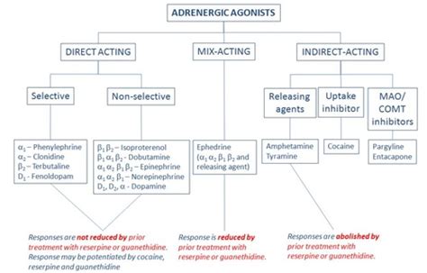 Autonomic pharm IV (p31-40 Adrenoceptor agonists) Flashcards | Quizlet