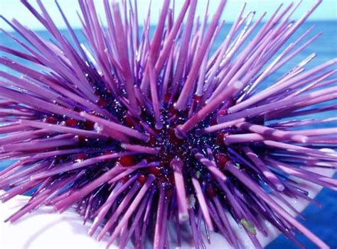 Body of sea urchin acts as one big eye