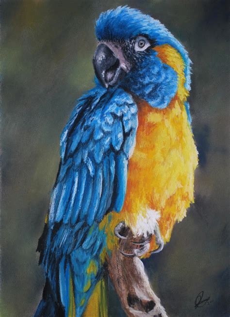 EAF IV: Blue-throated Macaw + Friends by KiwiCocktail on DeviantArt