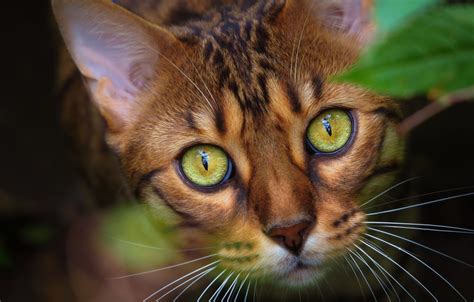 Are Bengal Cats High Maintenance? - Bengal Cat Care