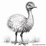 Emu Coloring Pages  Free & Printable sketch template