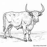 Longhorn Coloring Pages  Free & Printable sketch template