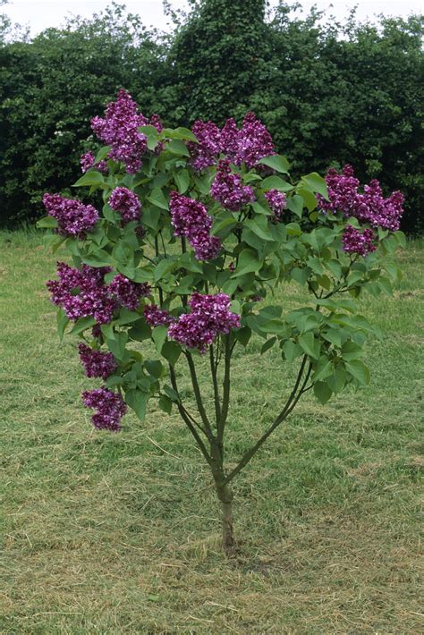 Lilac Bush Images : Lilac Wallpaper Bush Hd Flower Purple Wallpapers Background Click Size ...