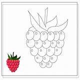 Raspberry Coloring Page sketch template
