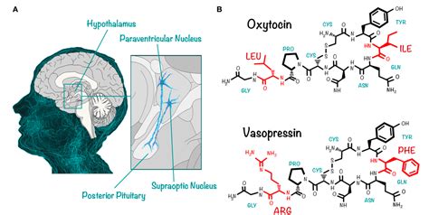 Figure 1 from Oxytocin and Vasopressin Receptor Gene Polymorphisms: Role in Social and ...