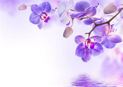 Download Nature Orchid 4k Ultra HD Wallpaper