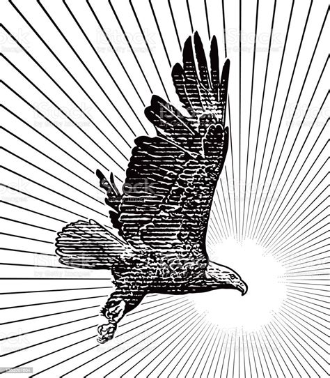 Bald Eagle Flying Stok Vektör Sanatı & Kartal‘nin Daha Fazla Görseli - Kartal, Açılmış Kanatlar ...