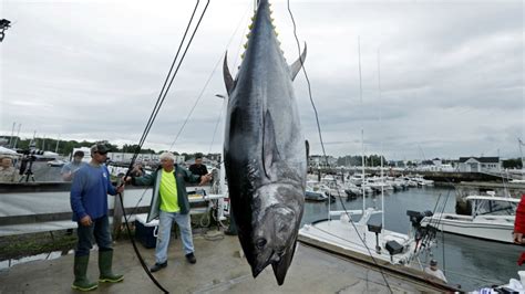 Controversial comeback for Atlantic bluefin tuna | CTV News