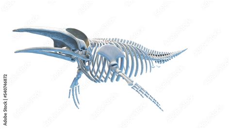 whale anatomy Stock Illustration | Adobe Stock