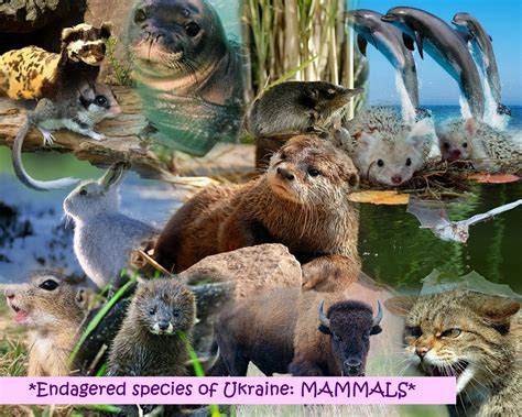 Ukraine Endangered Species: MAMMALS - Smithsonian on ePals Showcase ...