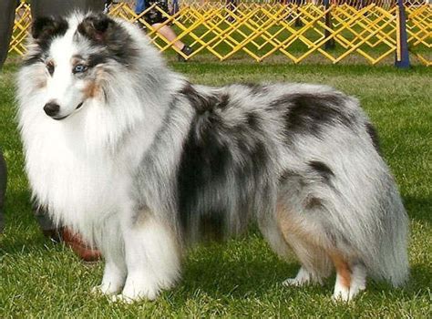 The 8 Sheltie Coat Colors