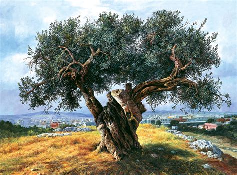 Olive Tree in Filopappou, Athens