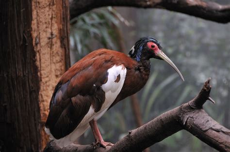 List of birds of Madagascar | List of birds, Bird species, Birds