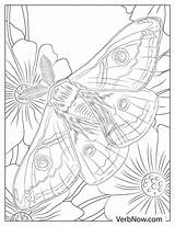Free MOTH Coloring Page & Book For Download Printable PDF  Home sketch template