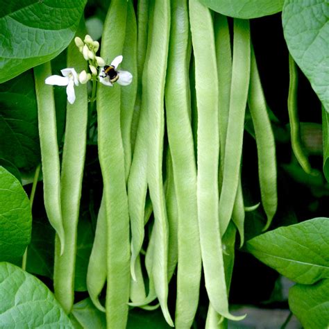 Bean (Runner) Plants - Moonlight | Suttons