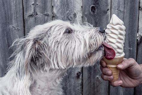 Can Dogs Eat Ice Cream? - Depend On Dogs