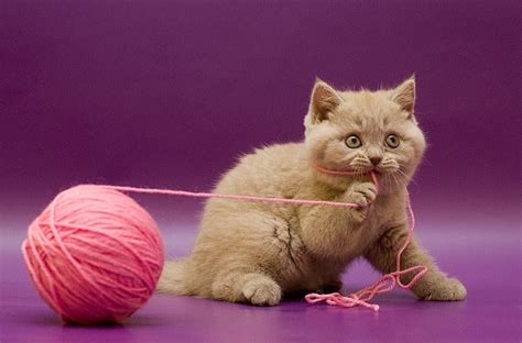 Why Do Kitties Like to Play with Yarn? | Kittens Whiskers