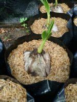 11 Surprising Rice Hull Uses In Garden | Balcony Garden Web