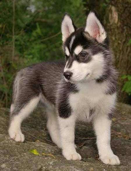 Alaskan Klee Kai Mini-Husky Sled dog | All about the Pets | Pinterest