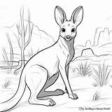 Wallaby Coloring Pages  Free & Printable sketch template