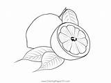 Lemon Coloring Page sketch template
