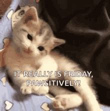 Friday Funny Cat