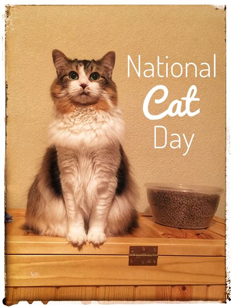 National Cat Day - Celebrating our Feline Friends | Cute cats photos, National cat day, Cats