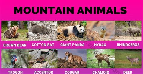 Mountain Animals: Big List of 115 Names of Animals Live in the High ...