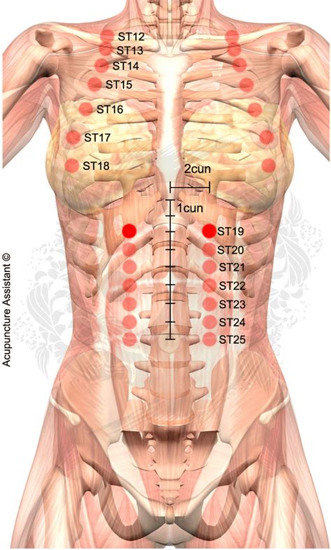 Acupuncture Point ST19 - Burong - Stomach | Agopuntura, Medicina tradizionale cinese, Medicina