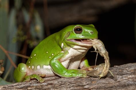 What Do Tree Frogs Eat in the Wild and as Pets?