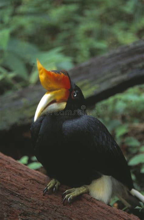 128 Hornbill Sarawak Stock Photos - Free & Royalty-Free Stock Photos from Dreamstime