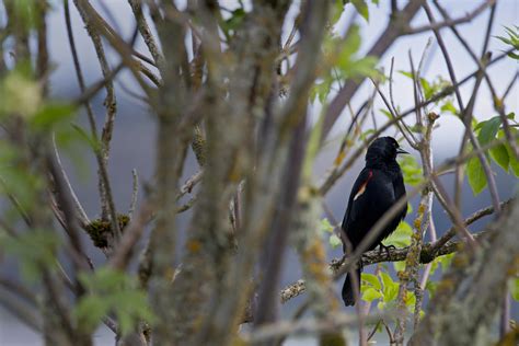 Wildlife find refuge at Ridgefield National Wildlife Refuge - The Columbian