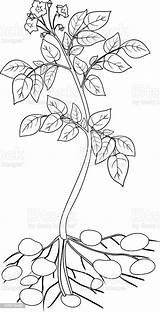 Potato Plant Coloring Page sketch template